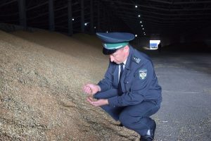 В Курске более двух тысяч тонн зерна хранились на складе с насекомыми
