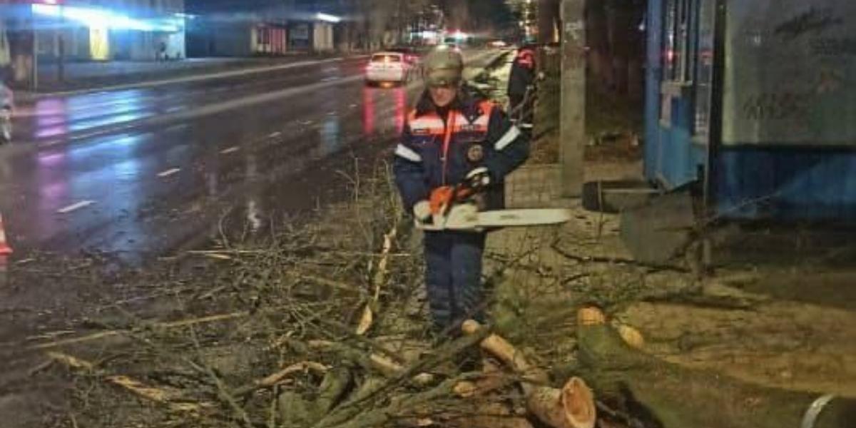 В Курске ночью ветер повалил телефонный столб и 12 деревьев