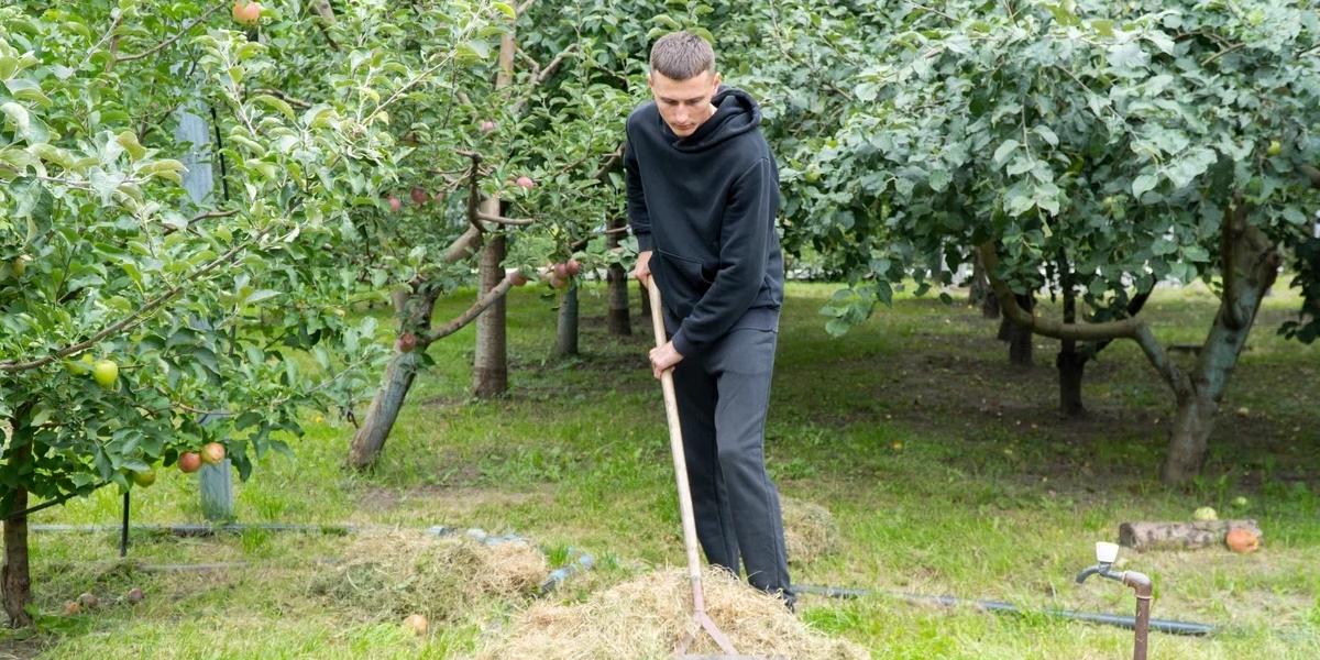 Август на приусадебном участке