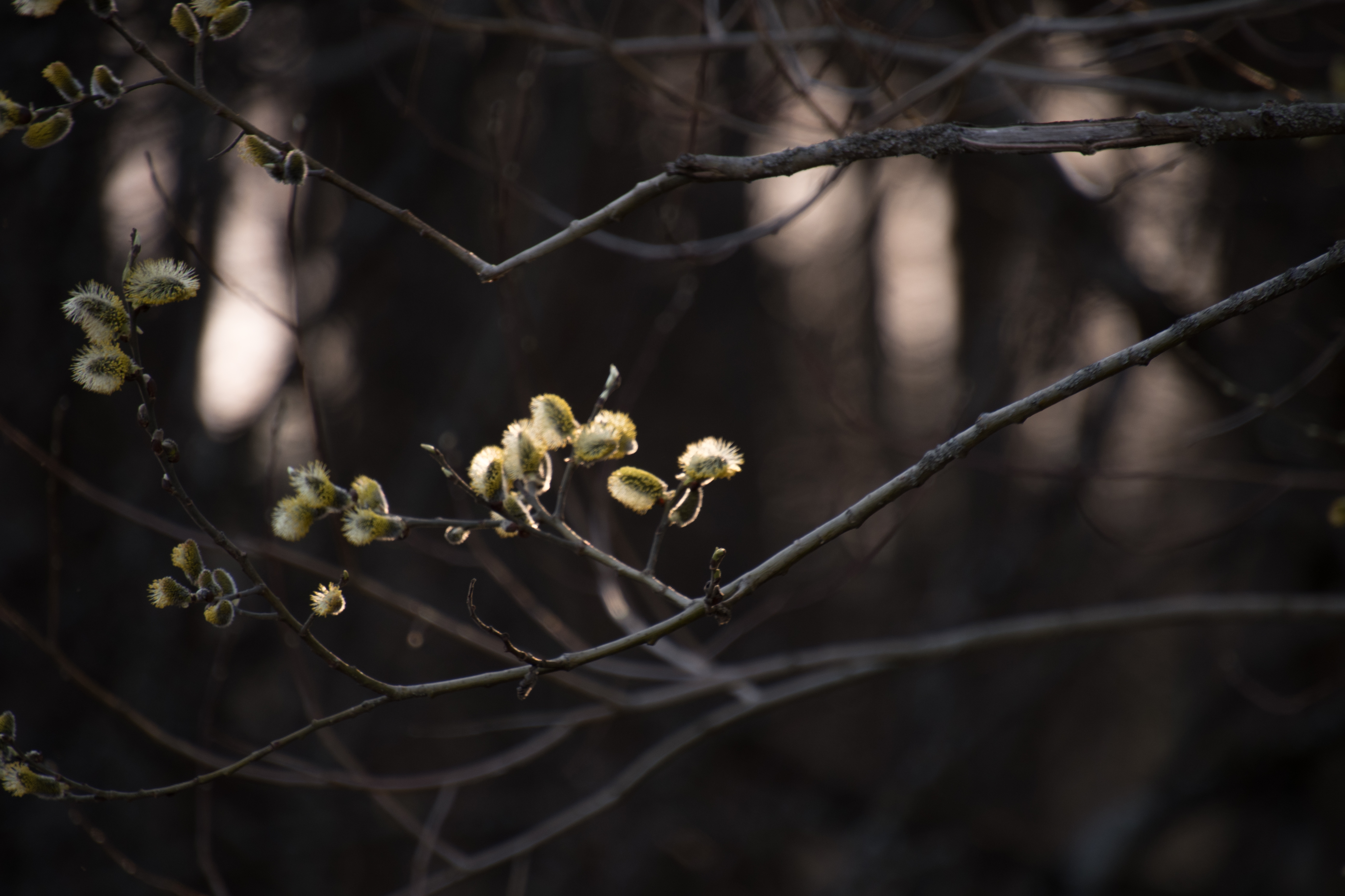 Спасатели предупредили курян о снеге и сильном ветре