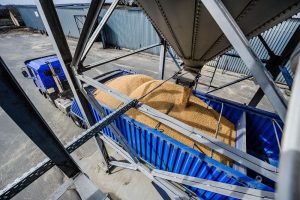 Курская область отправила 262 тысячи тонн зерна и отрубей в другие регионы РФ