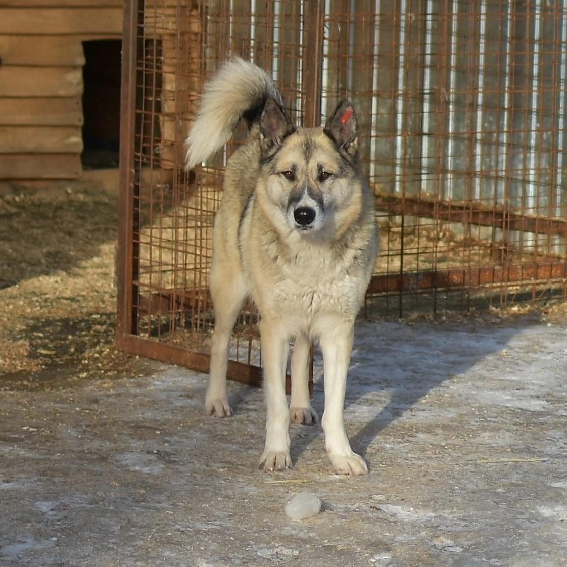 Проблему бродячих собак в Курске решают несколько организаций