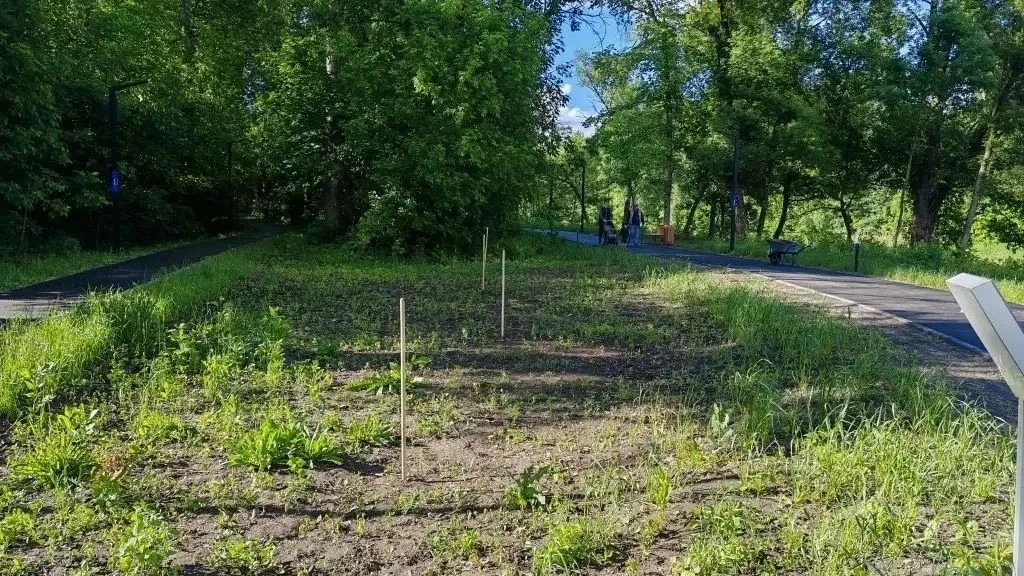 В курском парке «Боева дача» высадят 100 ив
