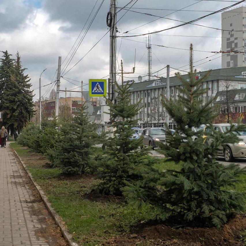 В Курске на Московской площади посадили 14  голубых  елей