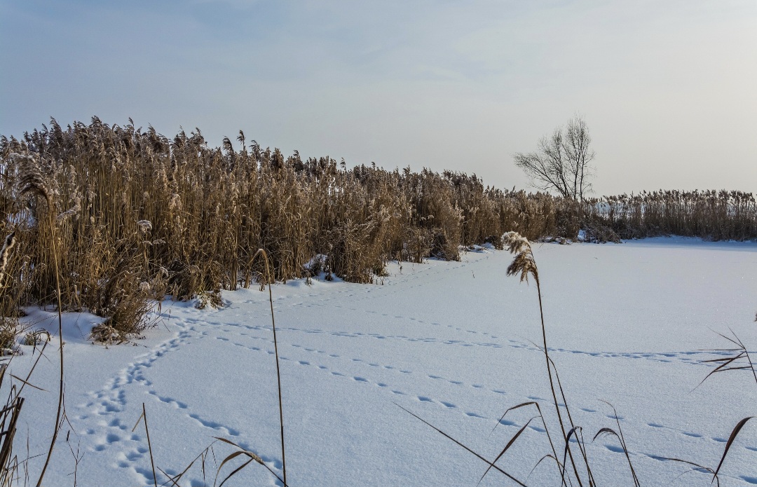 В Курске 26 января  будет переменная облачность 