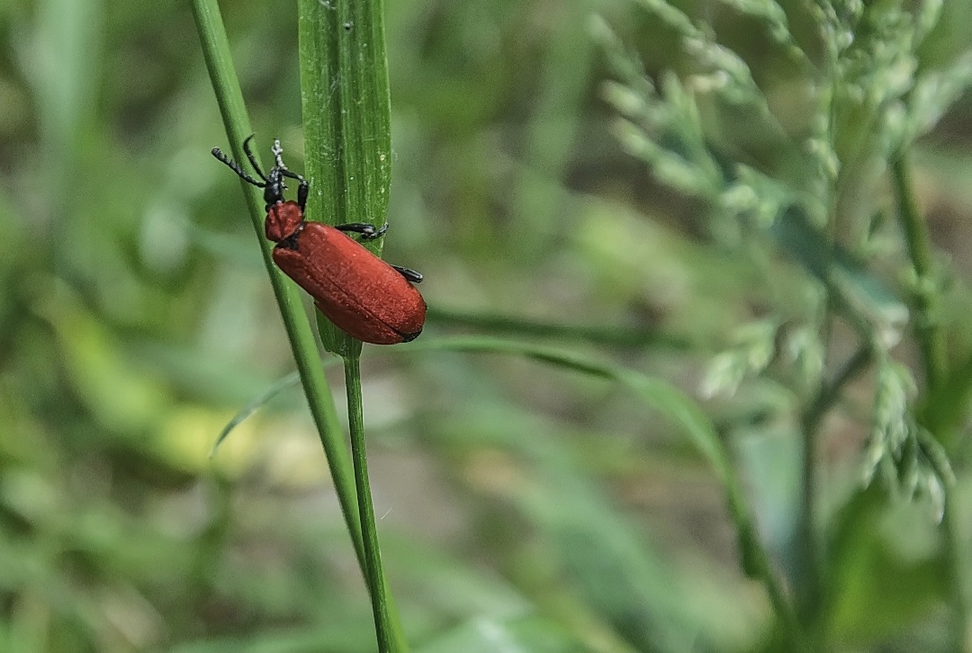 В Курске 26 апреля будет облачно