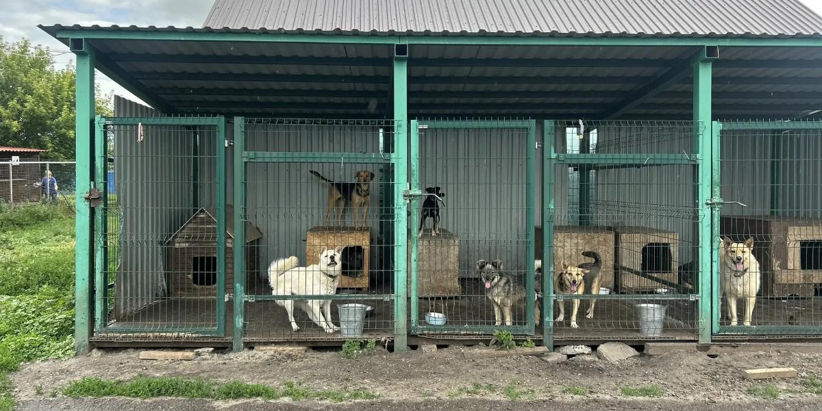 День в приюте «Право жить»