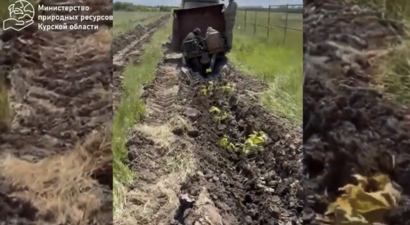 Вокруг полигона ТБО под Курском начали высаживать деревья
