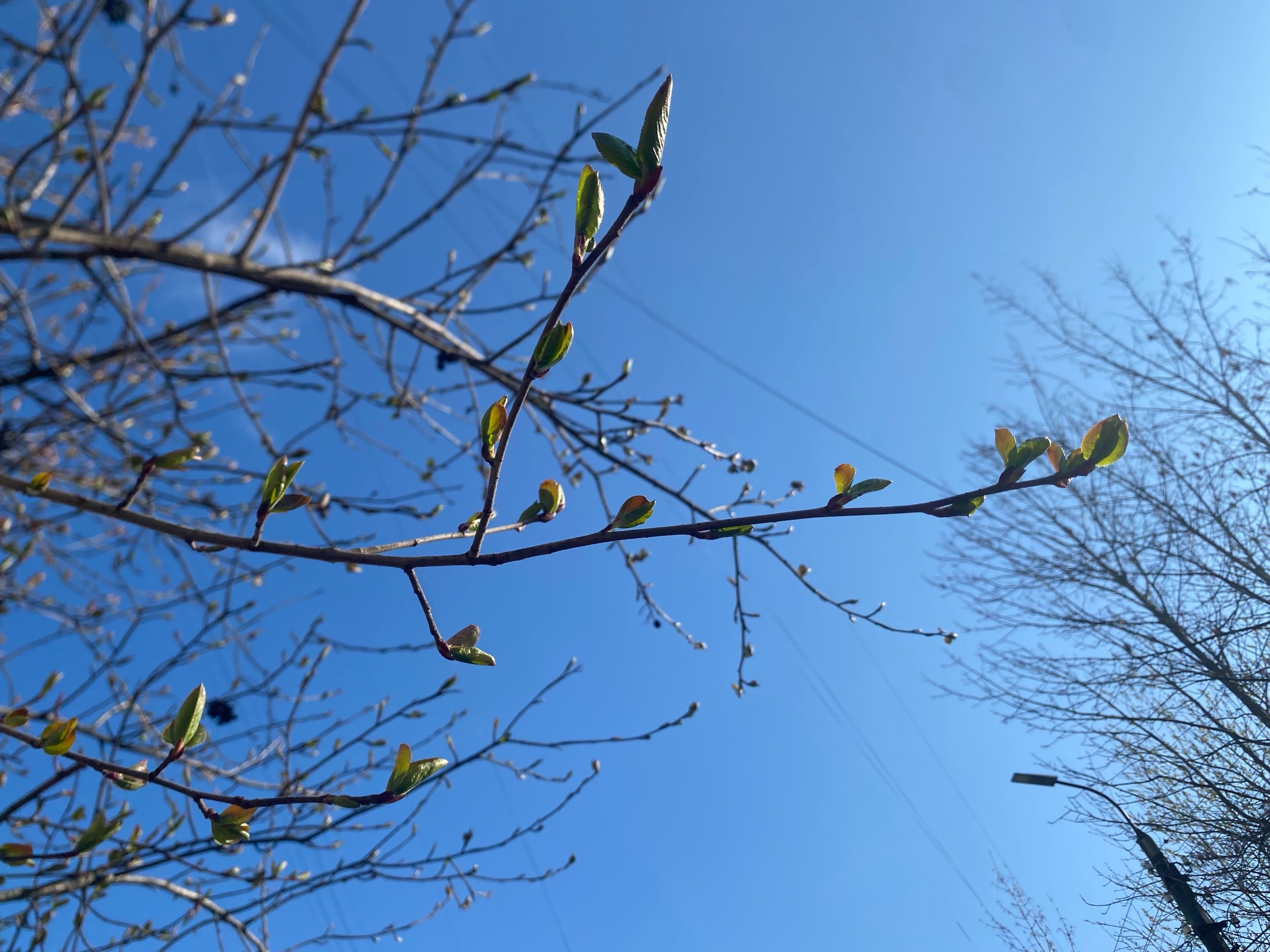 В Курске рабочая неделя начнется с небольшого дождя