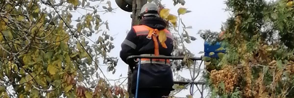В Курске опилили аварийные деревья возле краеведческого музея