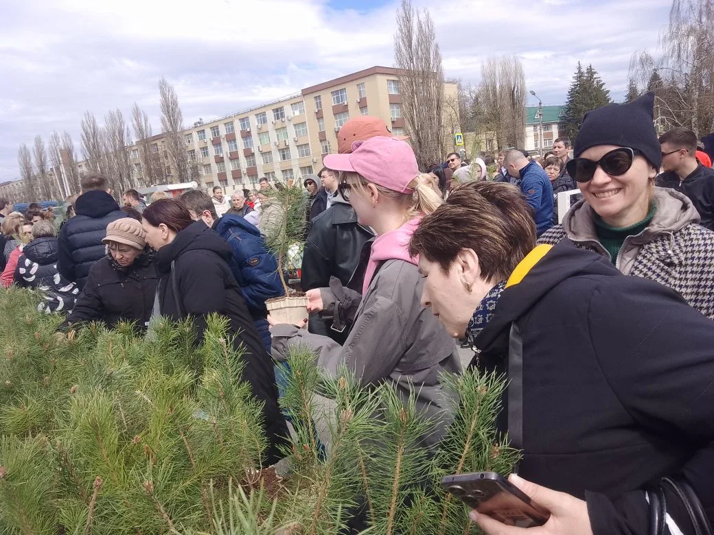 Куряне посадят 6000 саженцев сосны в городе