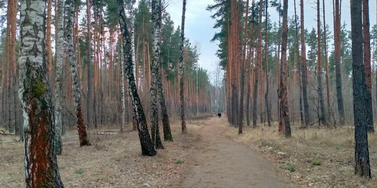 Будьте заметными в лесу