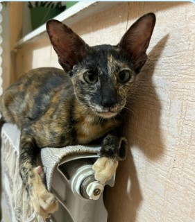 Отопительный сезон в Курске могут завершить 4 мая