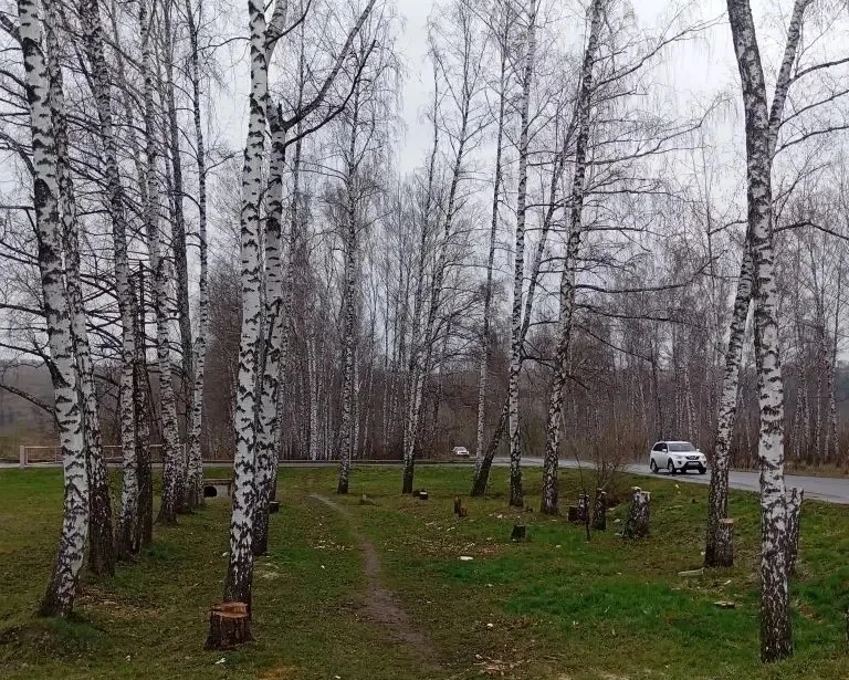 На Клевцова в Курске завершили снос аварийных берез
