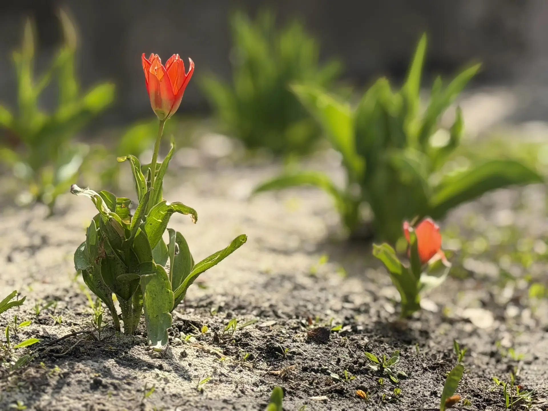 Курск украсили первые тюльпаны