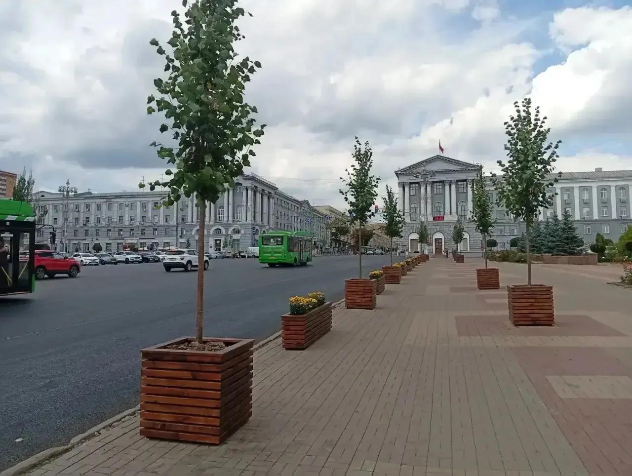Курянам рассказали о судьбе высаженных в кашпо лип