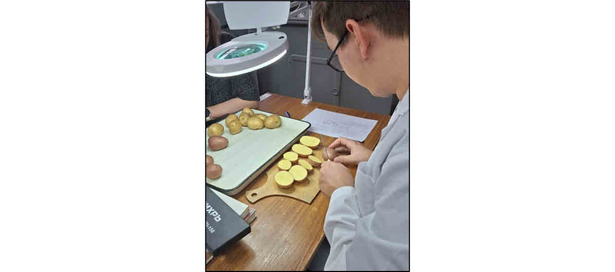 Эксперты рассказали курянам, как проводится клубневый анализ картофеля