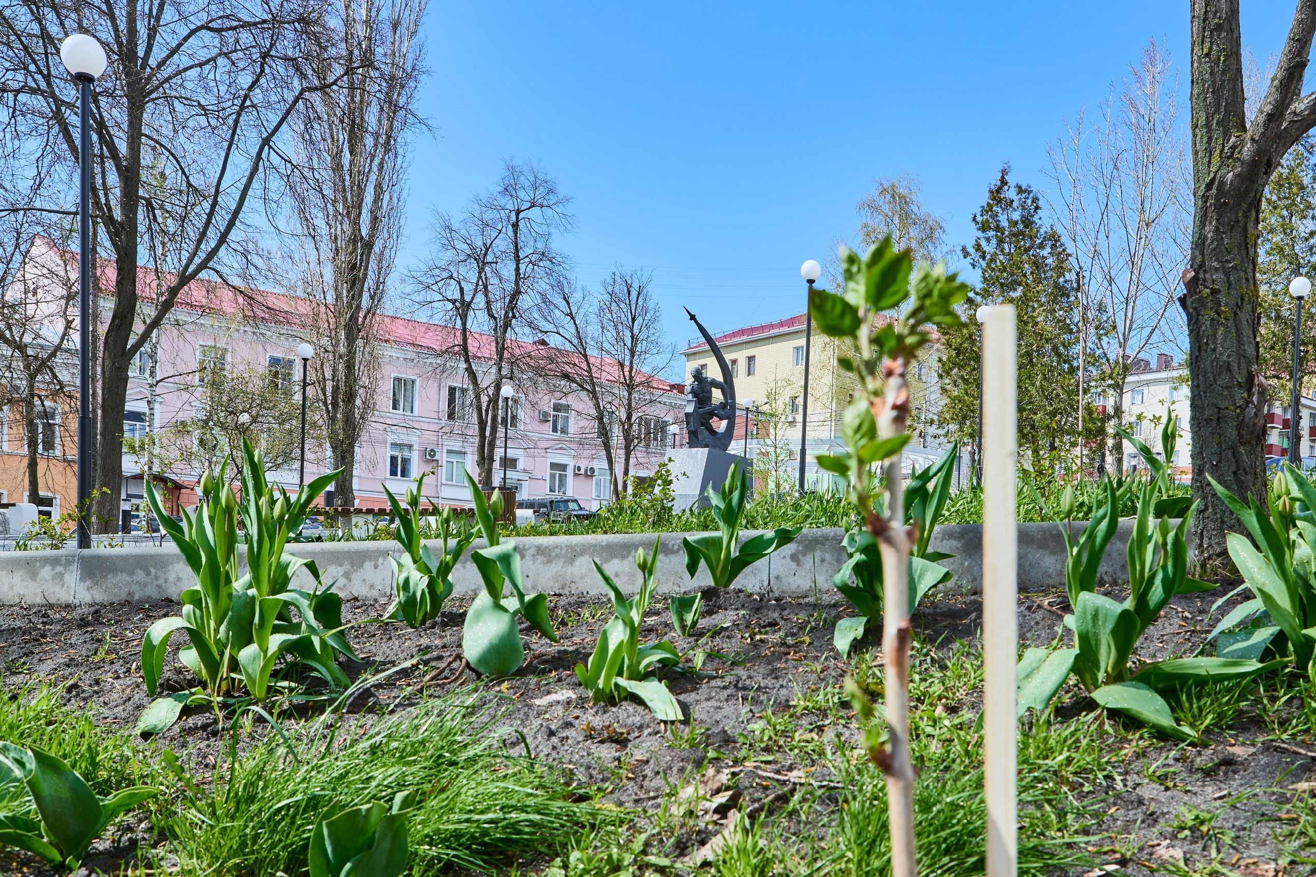 В Курске горожан призвали беречь высаженные деревья и цветы