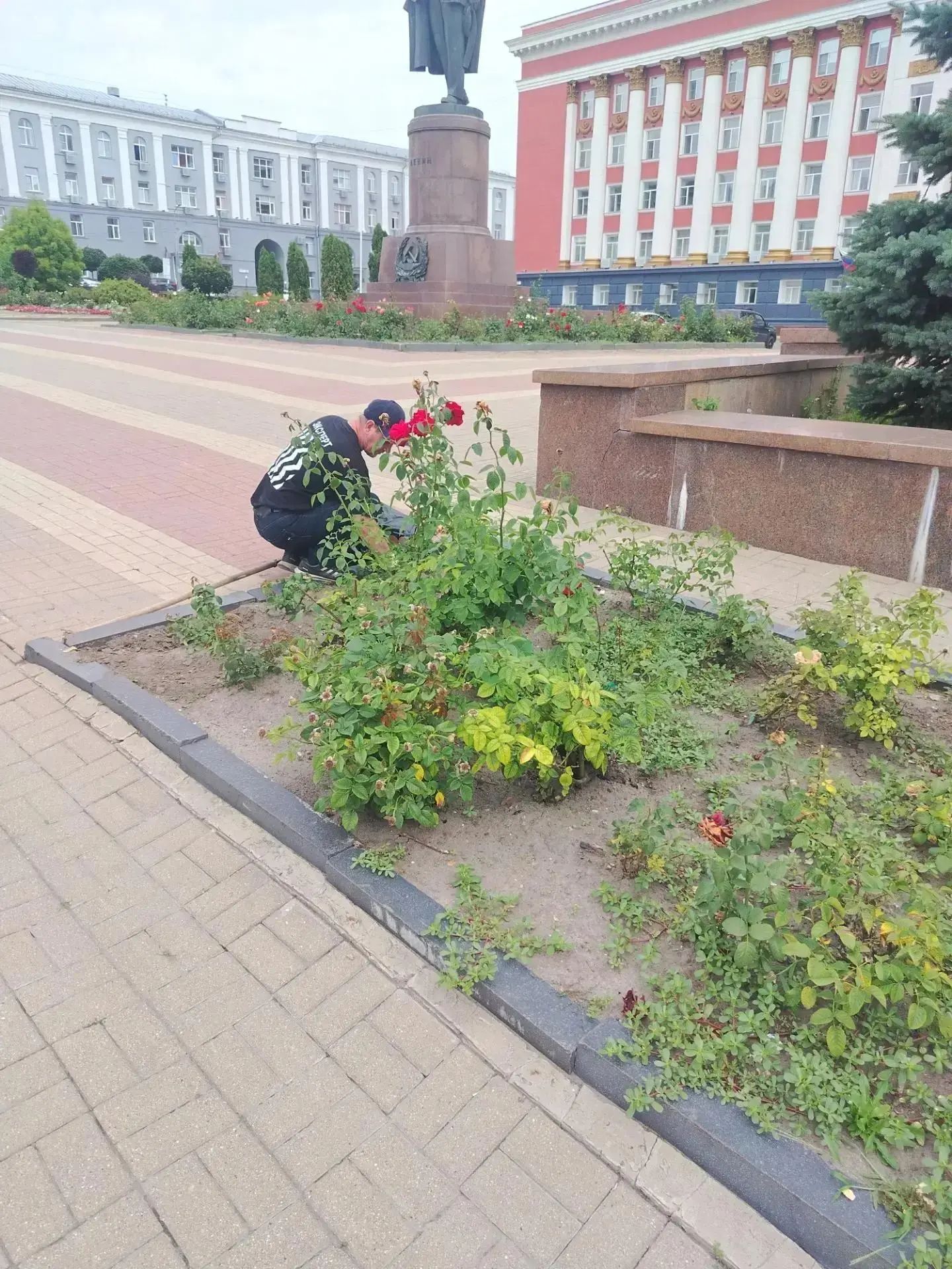 В Курске рассказали об уходе за городскими клумбами