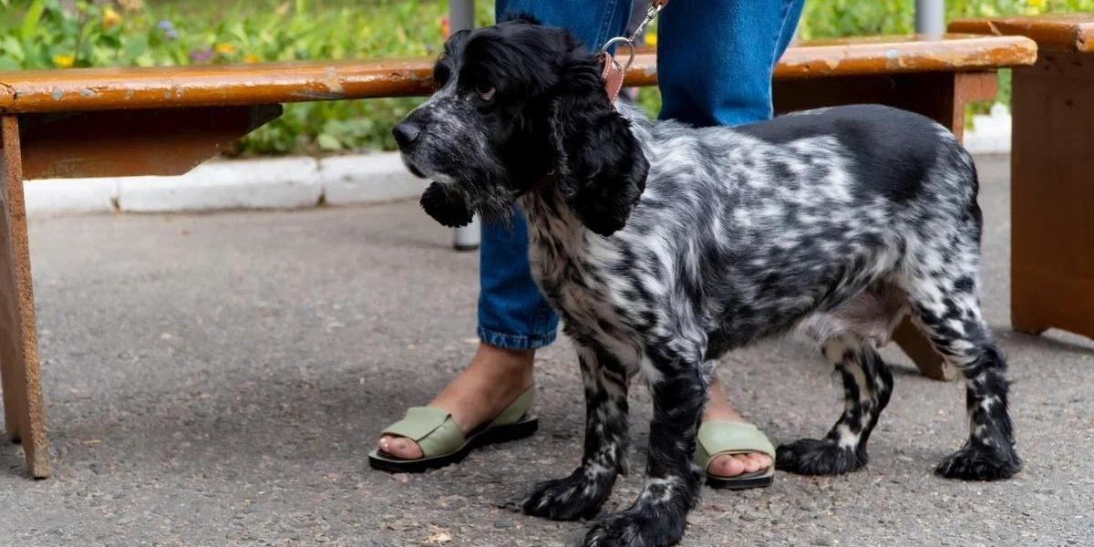 Новое в ветуслугах