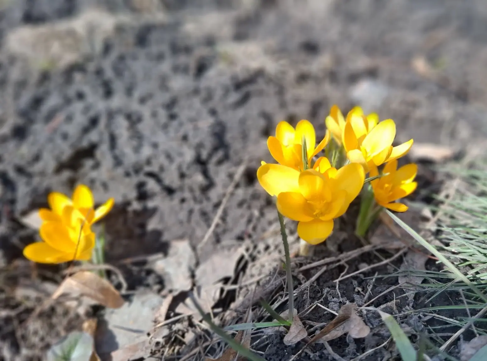 В Курске зацвели крокусы