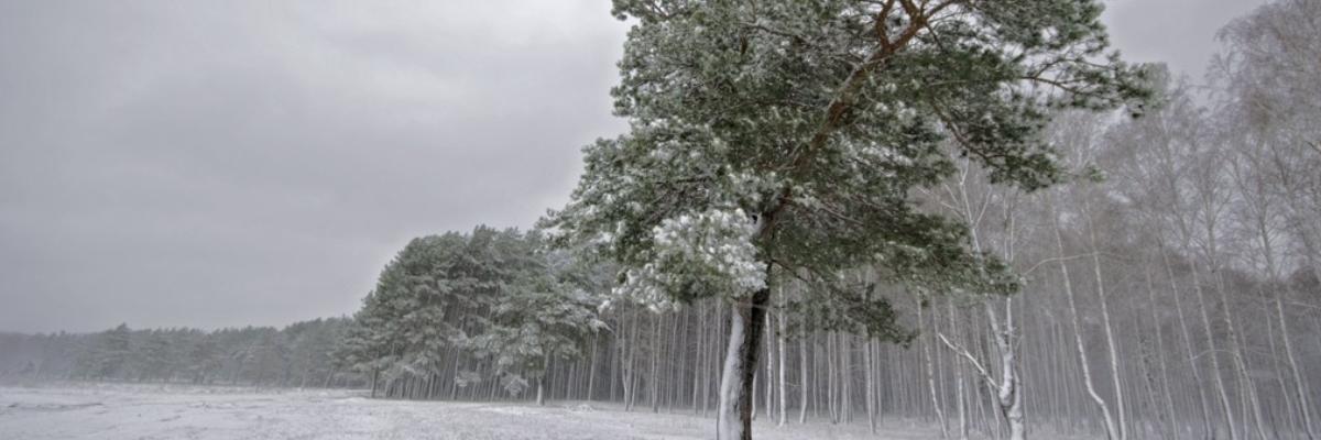 Курян предупреждают об ухудшении погоды 17 февраля