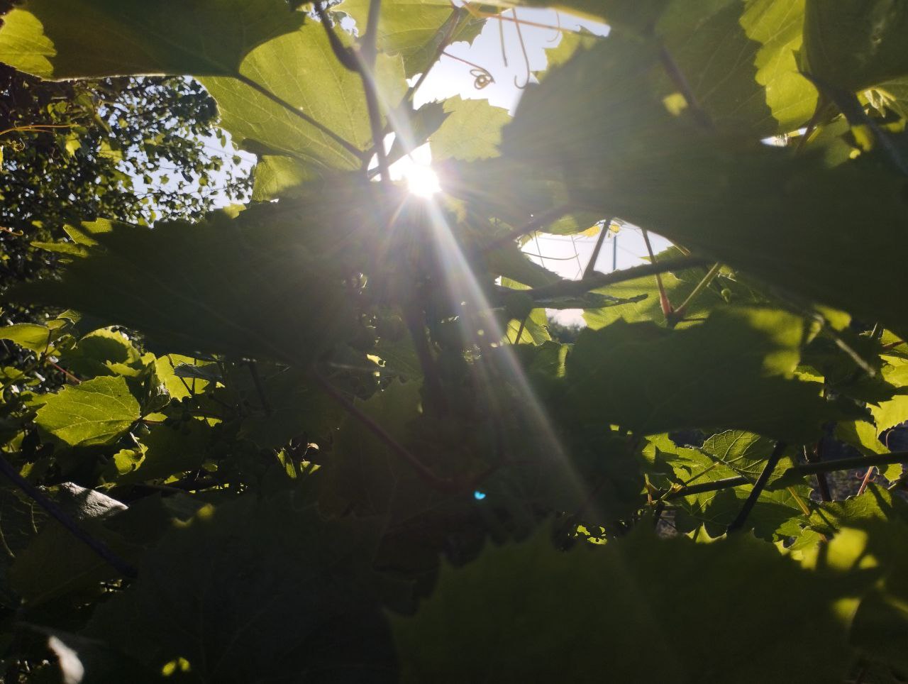 Курянам не запретят выращивать урожай в зоне индивидуальной жилой застройки