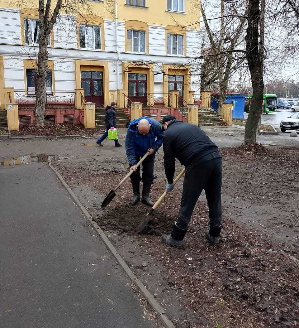 В Железнодорожном округе Курска высадили 25 лип