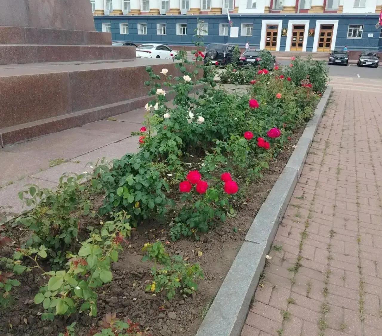 В Курске поливают клумбы с цветами по графику
